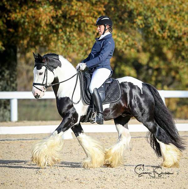 The Kings Rendition - Gypsy Vanner Dressage Stallion
